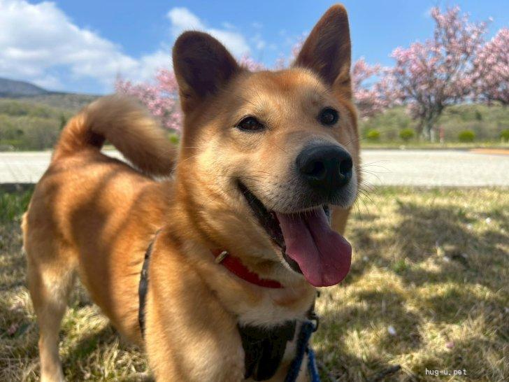 tochigisatooya's tweet photo. 【犬の #里親募集 】#栃木県 ・雑種・元気いっぱいで甘えん坊タイプのもん太君（ID:2401-00501）｜ハグー -みんなのペット里親情報 https://t.co/wOnb29s5h7 #保護犬 #保護犬を家族に #雑種犬 #中型犬 #中型雑種犬 #犬 https://t.co/0epBMyTnlf