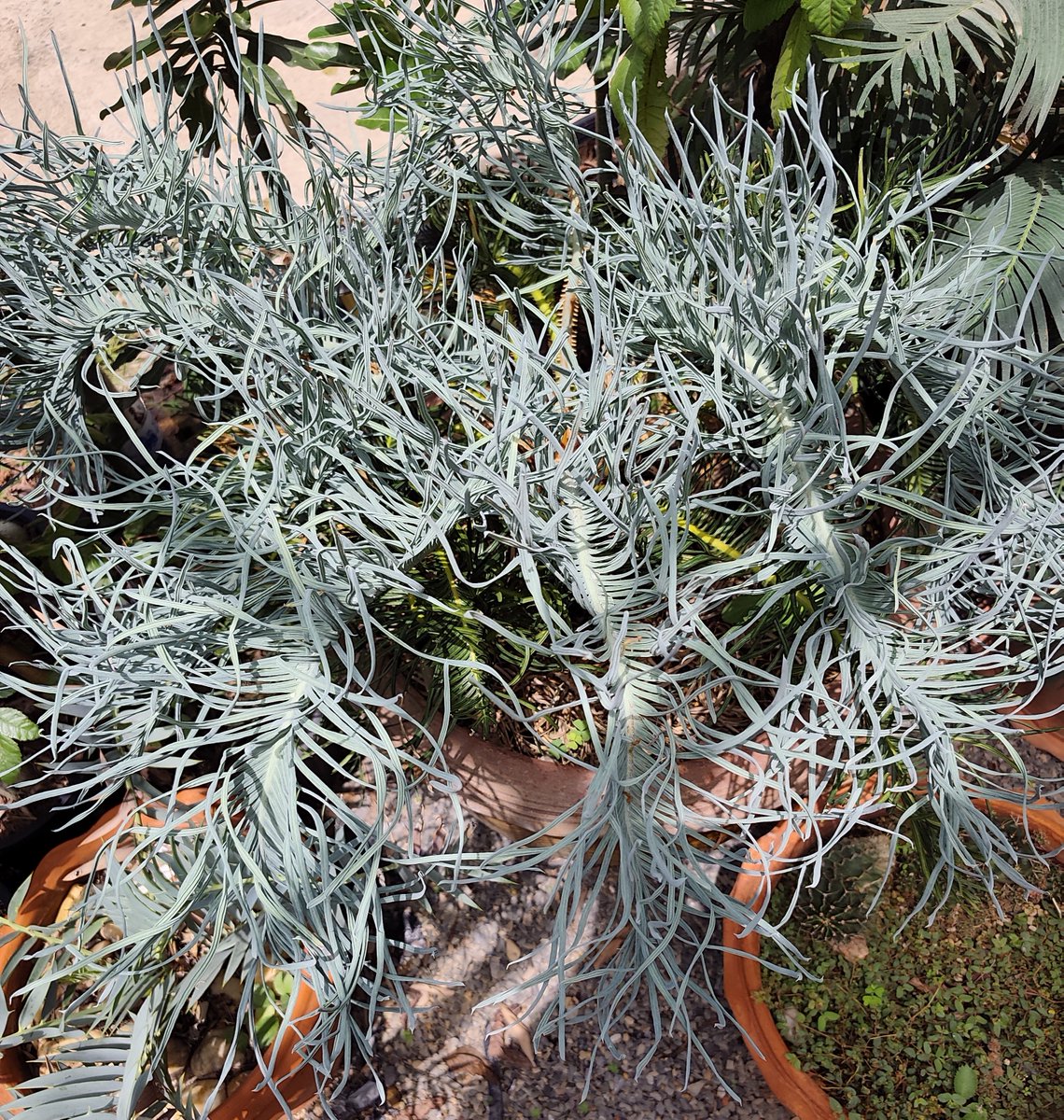 varuthseed's tweet photo. cycas cairnsiana mutant.ต้นนี้มีลักษณะกลายพันธุ์ที่ก้านใบสั้นและใบย่อยหยิกหยิกงอ ดูภาพรวมแล้วสวยแปลกตาไม่ใช่น้อย
Cycas cairnsiana Mutant (ปรงฟ้าออสเตรเลีย หรือ Mount Surprise Blue สายพันธุ์ผ่าเหล่า) https://t.co/L3GY6oIOvK