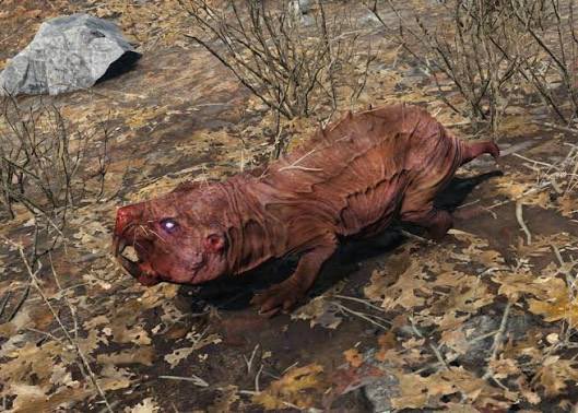 FellBulletGubo's tweet photo. Jia Huan has gifted me a Naked Mole Rat and I have named it Aseah. https://t.co/MoaVQpp0pI