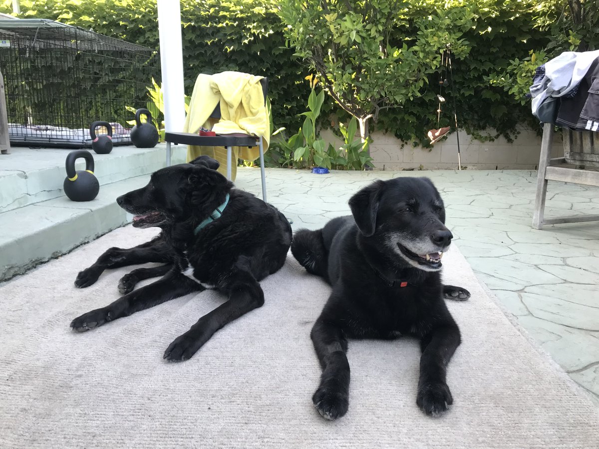 MuseZack's tweet photo. @KickboxerEsq We rescued two seniors in 2020 and they gave us 3 and 4 years of the best love and companionship ever. I miss them every day. https://t.co/st9tANB3Dz