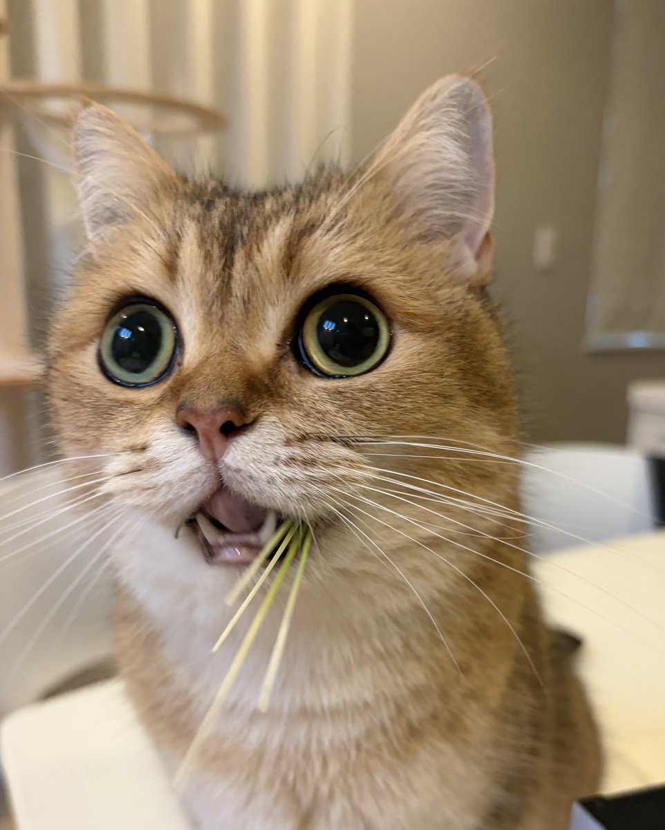 potechi_nikki's tweet photo. ごめん猫草食べてる時の目パキッてておもしろすぎる https://t.co/eLz6AB1QGB