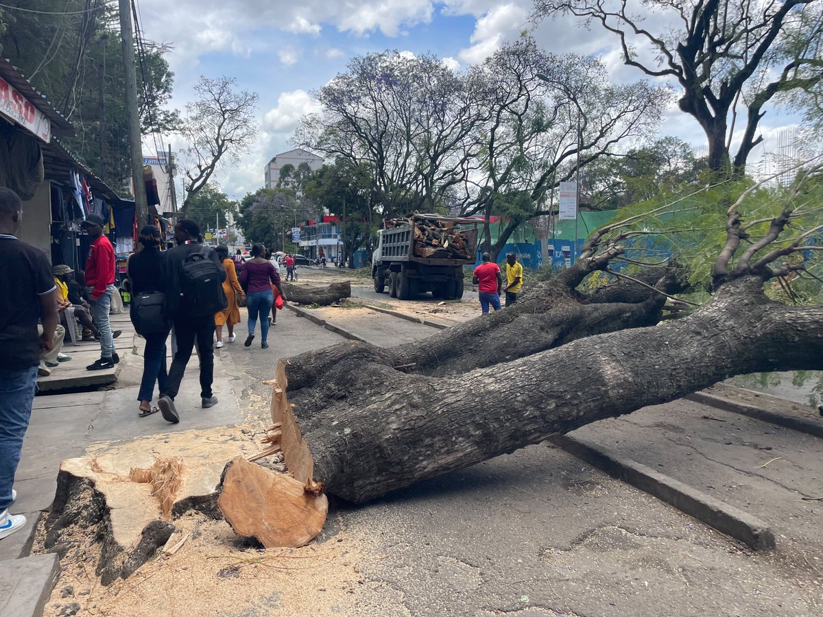 MbariziSharon's tweet photo. Why is this government cutting down trees💔💔😭😭?
Do they know how many years it takes to grow a tree?
Do they know the importance of growing a tree?
 what's going on? https://t.co/QddkLxiHXm