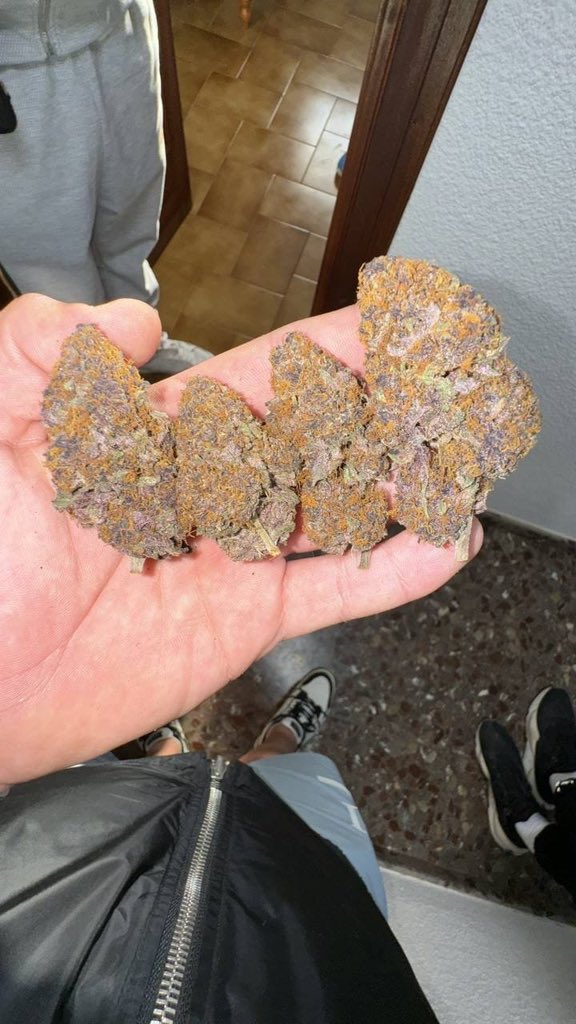 PersiEmmanuel's tweet photo. Livraison #beuh #weed #esta #3mmc livraison à domicile la team🇫🇷
Telegram : https://t.co/8fnqJQLESV
#weed #shit #3mmclivraison #beuhsurparis #tazz #cocaïne #coco #Occitanie #livraisonweed #Nice #Canicule  #Météo #Sécheresse #Incendies  #Actualités https://t.co/kQTY7ln7VA