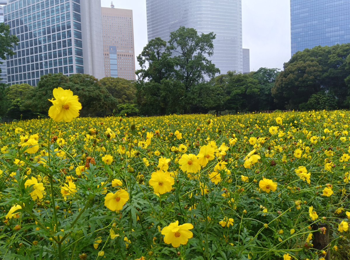 HamarikyuGarden's tweet photo. 【#コスモス通信】9/20
雨に打たれても、元気に咲いています🏵少し花殻が増えてきましたが、ツボミはまだたくさんあります。

大きな水たまりやぬかるみがありますので、ご来園の際はお気をつけください。#浜離宮 https://t.co/HwKn0Hs78x