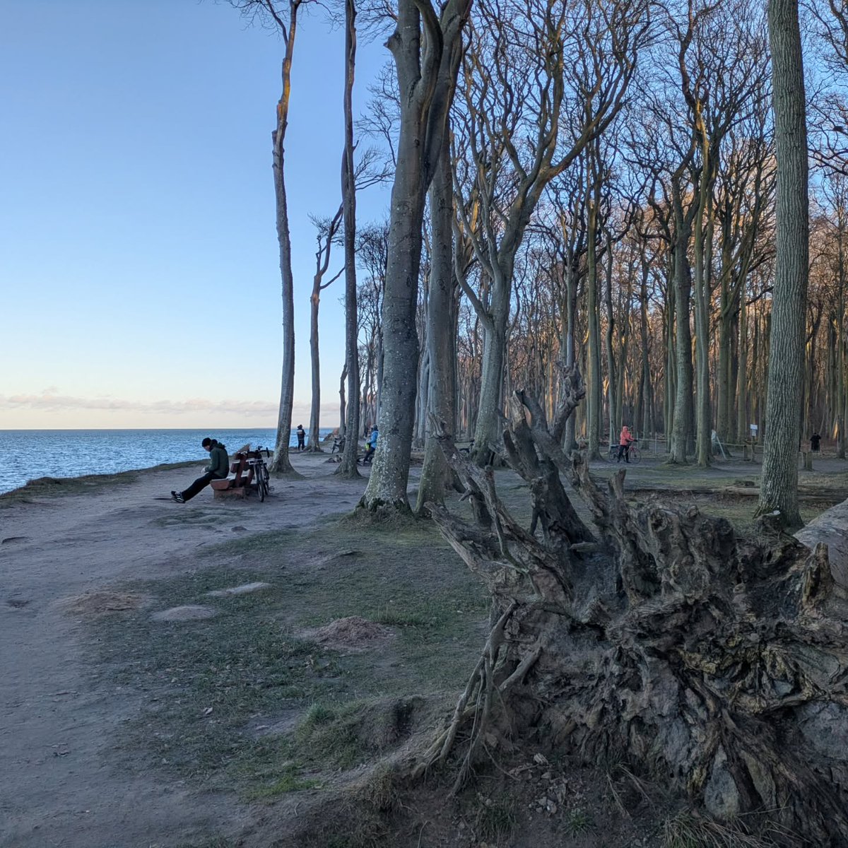YettaDular's tweet photo. Nienhagen Ghost Forest https://t.co/sg3T26qZqK