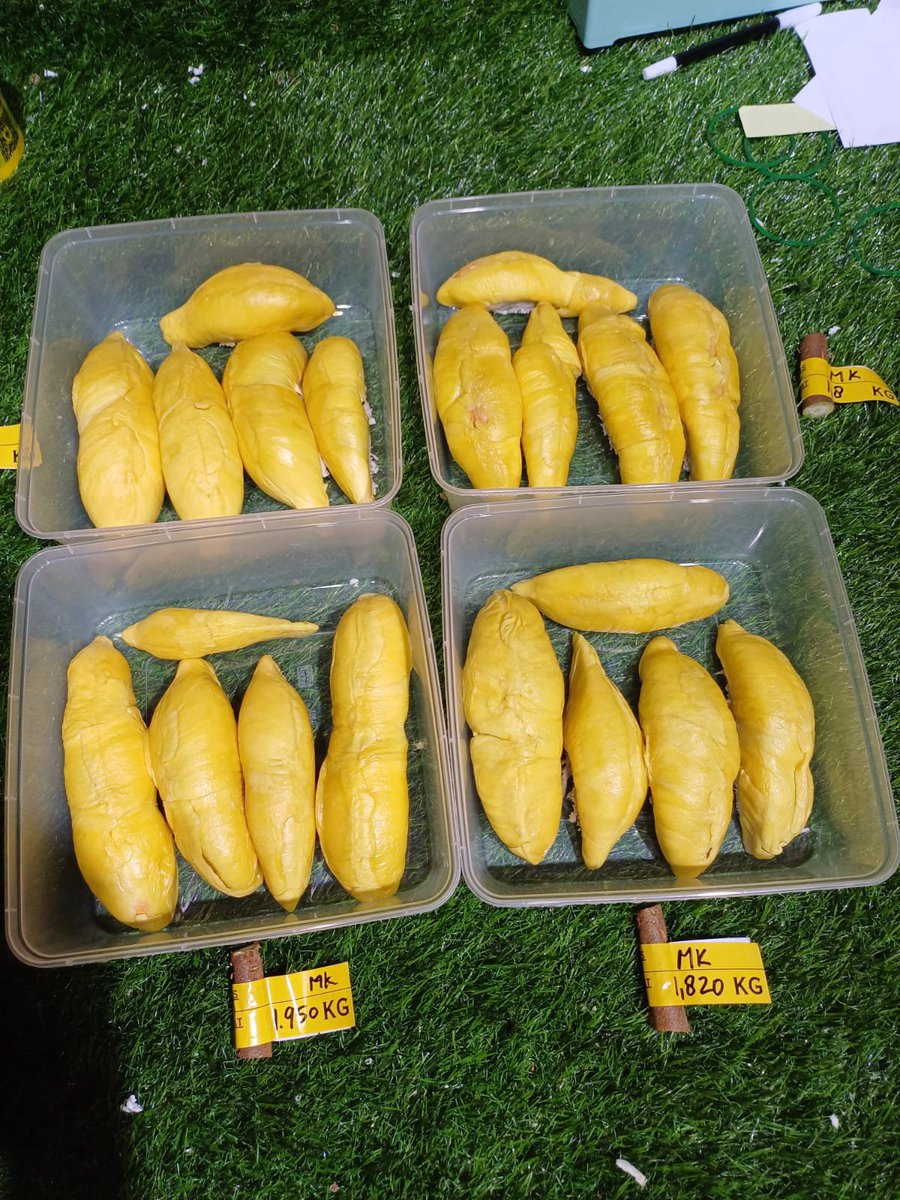 BangBib4's tweet photo. Kenapa buah kita tidak bisa bersaing dengan buah import meskipun sama varietasnya , salah satu problemnya 

Induksi Pembungaan, NPK x-x-x/ x-24-x, MKP 0-x-x, dan Boron.
​Fase Bunga /Mekar ,Kalsium + Boron
​Pembesaran Buah: NPK 1x-x-x0 / 1x-1x-1x+2xxx / x-x-x, Kalsium, dan Asam Amino.
​Pematangan Buah KNO3 Putih x-x-x, K2SO4 x-x-x / SOP dan Magnesium.
​Unsur Tambahan wajib ,Asam Humat / Fulvat dan Unsur Mikro Zn, Fe, Cu, Mn.

Petani kita 

Induksi Pembungaan, NPK 16-16-16 /pupuk kandang /poc
​Fase Bunga /Mekar ,NPK 16-16-16/pupuk kandang /poc
​Pembesaran Buah NPK 16-16-16/ pupuk kandang /poc
​Pematangan Buah NPK 16-16-16/ pupuk kandang/poc
​Unsur Tambahan wajib ,pupuk kandang /poc 

Itu baru 1 problem masih ada beberapa lagi 

Ingat sampai sekarang nilai import kita 5 juta ton dan ekspor kita cuma 1 juta ton ? Berkebun lah jika sudah siap modalnya  ,sudah direncanakan jangka pendek dan jangka panjang nya,jangan berdasarkan liat konten apa karena merasa tahu , 99 % petani bibit/ penjual bibit apalagi cuma pedagang online, mereka sekedar tahu perawatan  fase vegatif tapi tidak mengerti sama sekali fase generatif dan bagaimana kembali merawat setelah fase generatif atau sebelum kembali ke fase vegetatif ada treatment nya sendiri

Sampai disini paham ya ?