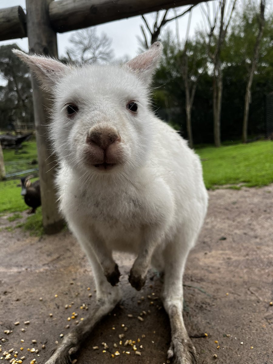ScruffaRoos's tweet photo. i don't think i ever posted these photos i took of the kangaroos and wallabies i seen at a wildlife park i went to a couple months ago? they were so gentle, it was awesome being so close and getting to feed 'em and stuff https://t.co/AM9IPKf9r9