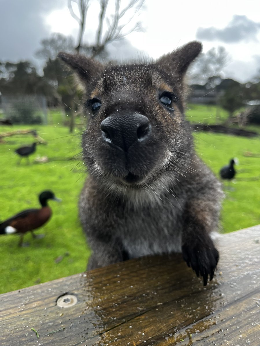 ScruffaRoos's tweet photo. i don't think i ever posted these photos i took of the kangaroos and wallabies i seen at a wildlife park i went to a couple months ago? they were so gentle, it was awesome being so close and getting to feed 'em and stuff https://t.co/AM9IPKf9r9