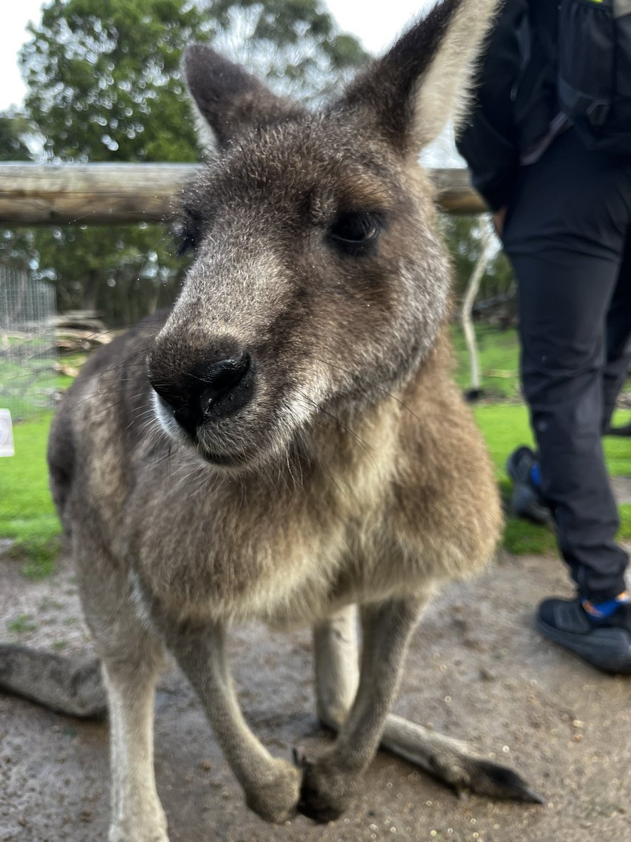 ScruffaRoos's tweet photo. i don't think i ever posted these photos i took of the kangaroos and wallabies i seen at a wildlife park i went to a couple months ago? they were so gentle, it was awesome being so close and getting to feed 'em and stuff https://t.co/AM9IPKf9r9