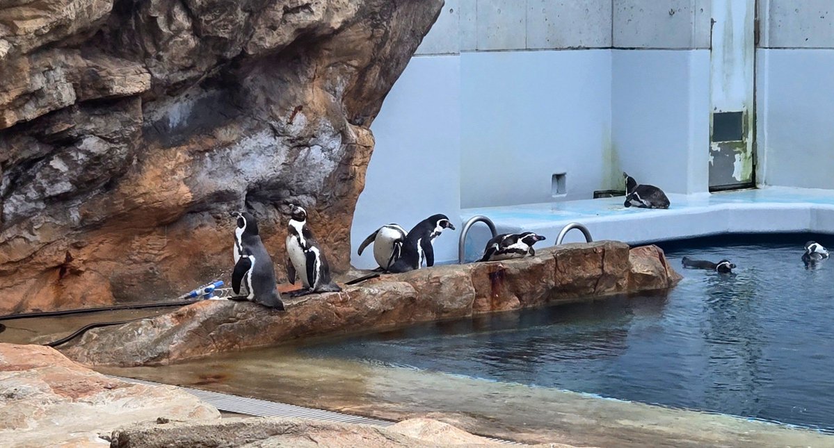 W_Sliverrock's tweet photo. ペンギンとシロイルカ https://t.co/yoM31oca2q