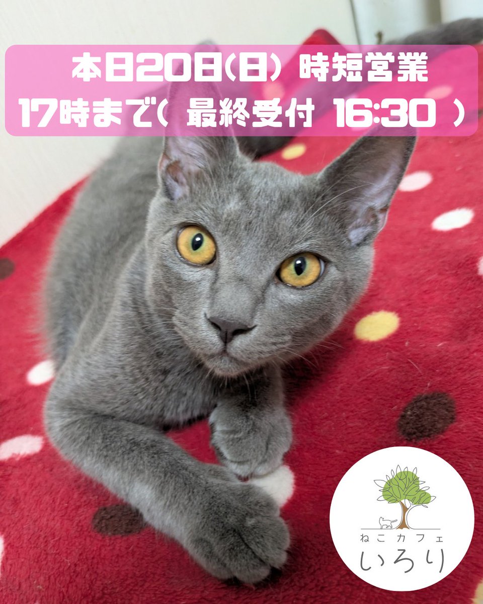 catcafeIRORI's tweet photo. 保護猫譲渡型猫カフェいろりです

どうしても体力が戻りきらず、本日も夕方までの営業が限界そうです…
ご迷惑おかけ致します🙇‍♂

少し短い時間となりますが本日も猫スタッフ一同のんびりご来店お待ちしております🙇‍♂🐈

12~17時(最終受付16:30まで)

#猫カフェいろり
#保護猫
#里親募集
#藤枝市 https://t.co/3ywF4YPE0Z