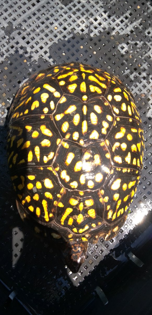 x344kk082's tweet photo. 我が家のトウブ種親♀
冬眠明けから前足が腫れて動かず産卵しなかった
やはりトウブはメリハリが一番だ
トウブは何歳で色柄は最終形か？と言えば、環境飼育次第なので5歳かも知れないし20歳かも知れない
3流血統でも素質を最大限に引き出せるか、による
カロテンだけでは色は出ない
＃トウブハコガメ https://t.co/CZcAFYljAA