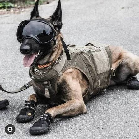 MichKimberley's tweet photo. If you didn't know, it was a K9 who found Hussein ben Laden. 9-11 mastermind. K9 Will Chesney lead them to his hide out. 80K equipment on him!! https://t.co/XKjcUodVFA