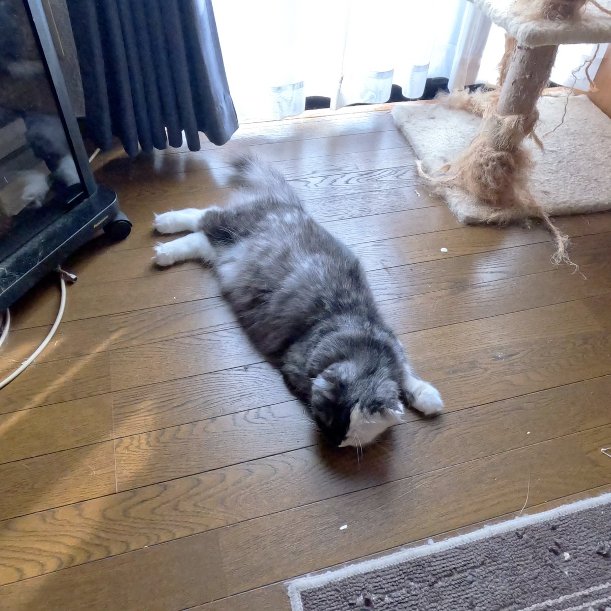 arikaobuk's tweet photo. フローリングに寝そべる我が家の猫たち🐱🐱🐱
https://t.co/dDx4Dl3GLj
#にゃんこ3きょうだい日記 #Diary_of_3Cats
#猫動画 #ネコ動画 #かわいい #猫 #ねこ #保護猫
#茶トラ #gingercat #黒猫 #blackcat #スコティッシュフォールド #scottishfold
#cat #gato #gatto #chat #Katze #кошка #고양이 https://t.co/XsCdPbWcmU