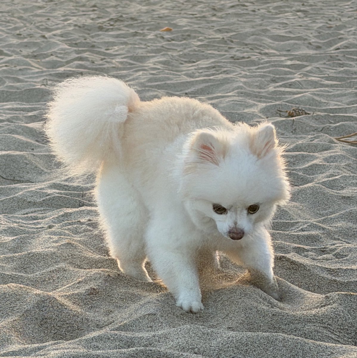 LilyPichu's tweet photo. beach! https://t.co/vKFxalLtzA