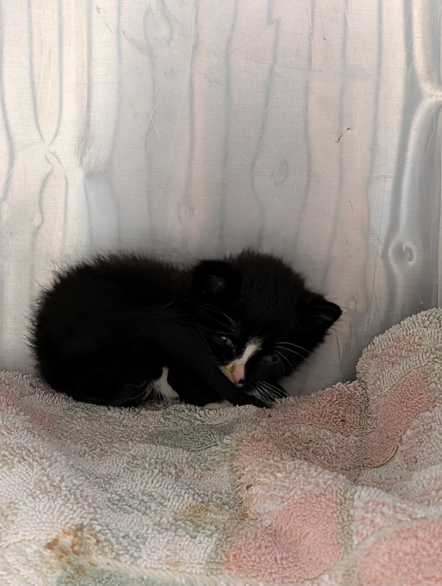 cobbkitties's tweet photo. 💜RESCUE &amp; PLEDGES NEEDED💜
This little one is in need of rescue. They do say he is eating mash. Available to rescue only.

NAME: 
COMBO STATUS:
AGE:  4-5wks
SEX: male
ID: 22665
CAGE: 703
IN SHELTER SINCE: 9-18-2026
ADOPTION or RESCUE ONLY:

If you can h… https://t.co/UueeBdKNRu https://t.co/Q1p7bOv3bT