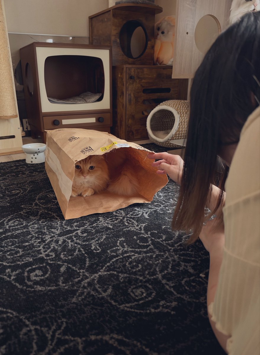 NEKOLAND13's tweet photo. 妻が猫不足による禁断症状が出ました https://t.co/pWqLbSgj6z