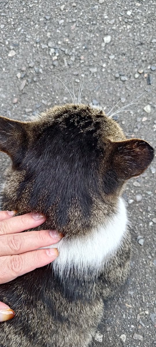 kaoseya's tweet photo. 朝散歩で街猫ふうたさんが足元にすりすりしてきました。
街猫のお世話をしている方の玄関をカリカリしてる猫さんがかわいい。❤
朝ご飯は山々食堂で東野圭吾の虚ろな十字架を読み始めました。 https://t.co/uvkxY8Vehj