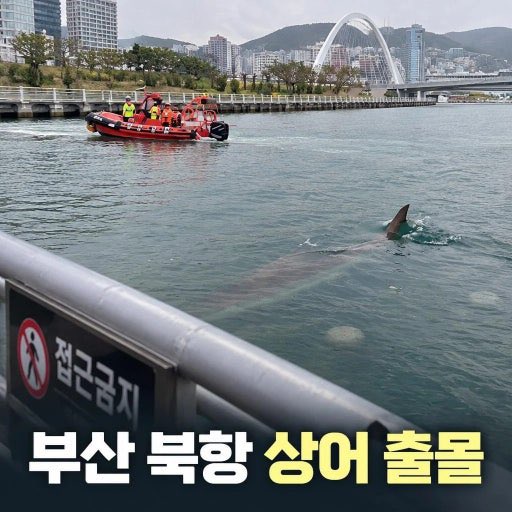 arongmarong's tweet photo. 1964년에 해운대 개발 한창 하던 시절에 
200살로 추정되는 바다거북이 해운대 백사장에 올라온적이 있었는데 

당시 부산사람들은 
이걸 해운대가 크게 발전할 길조라고 생각해서 거북이 치료해주고 굿해주고 
꽃가마까지 태워줬다고함ㅋㅋㅋ 
그리고 이후 해운대는 진짜 
부산 최고 부촌및 관광지가 됨

근데 지금 북항도 재개발 한창 하고있는데 
북항에 상어 나타났다는거 보고 
갑자기 이 생각남

해운대 개발할땐 거북이
북항 개발할땐 상어

나 그냥 이것도 북항 대박날 징조라고 생각할래
부산 바다가 개발하는데마다 뭐 하나씩 보내주는거같음