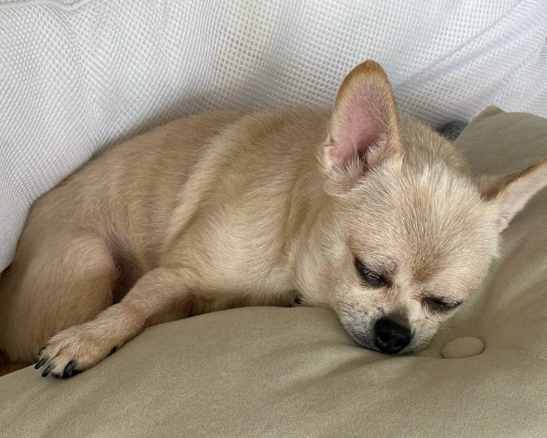 jannyouare's tweet photo. โคโค่ แบงค์ ฮันเตอร์ โอยุล 🐶🐱🐱🐱 https://t.co/MptH7vH6QS