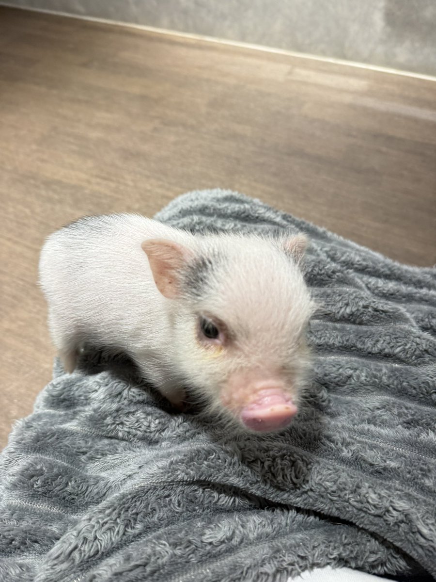 newxjeno's tweet photo. 🐽🐽🐽🐽🐽🐽🐽🐽🐽🐽 https://t.co/mVI34YzGtY