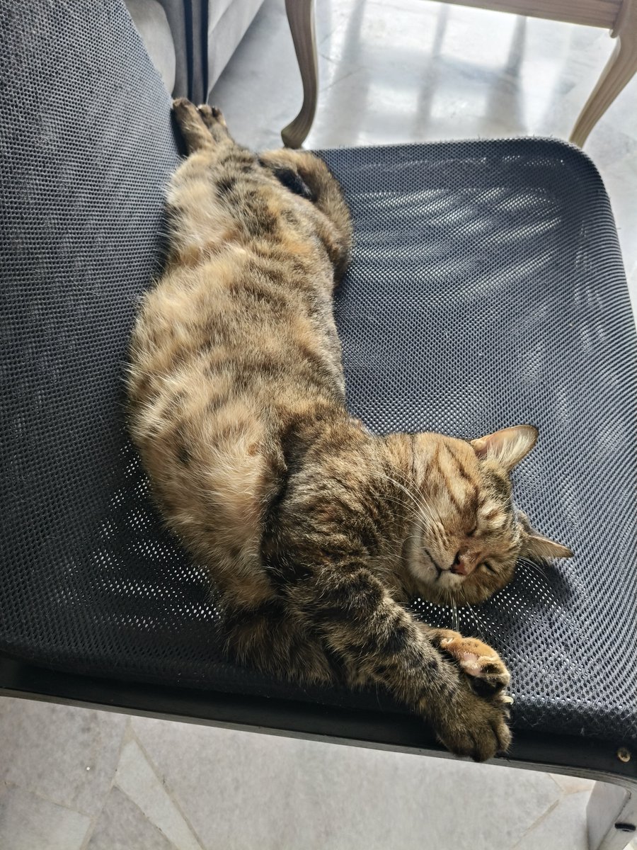 ichiyou_Mys's tweet photo. 🐱💤 https://t.co/X0JkmbEJCV