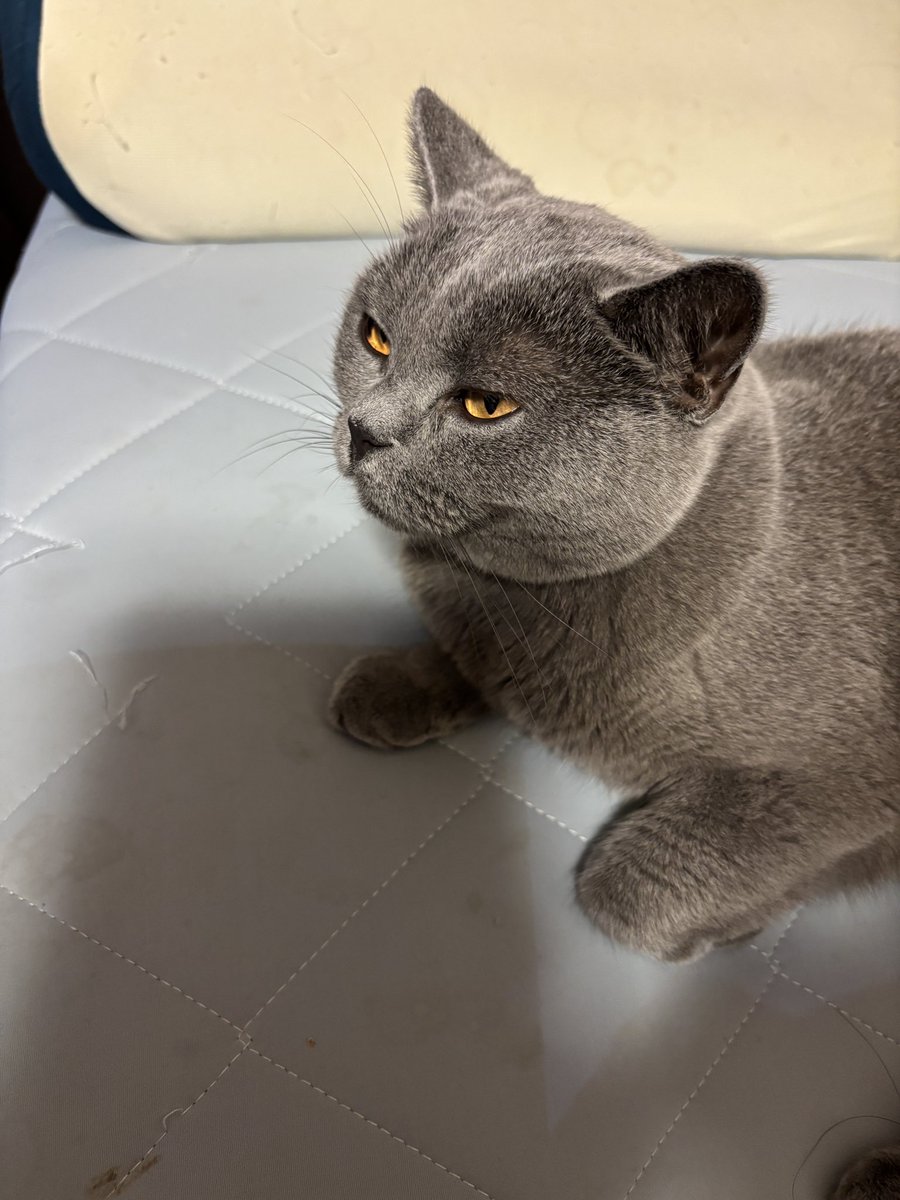 bessiegomame's tweet photo. 何か企んでいる…。
#ねこのきもち #猫好きさんとつながりたい #CatsLover #シャルトリュー #ごま #gatos https://t.co/eiA1qMydit