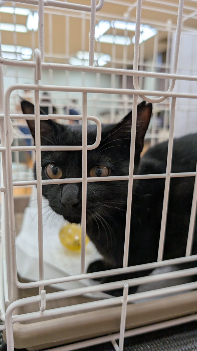 chococo1972's tweet photo. 黒猫すずの家さんの保護猫譲渡会に参加中🐾
会場の勤労者研修センターでお待ちしております！

​今日のネロくんはど緊張ぎみ…😳
ドキドキしながら頑張っています！
素敵なご縁がありますように✨

​#福島市 #保護猫 #保護猫譲渡会 #黒猫すずの家 #里親募集 https://t.co/b6YP57TfNi