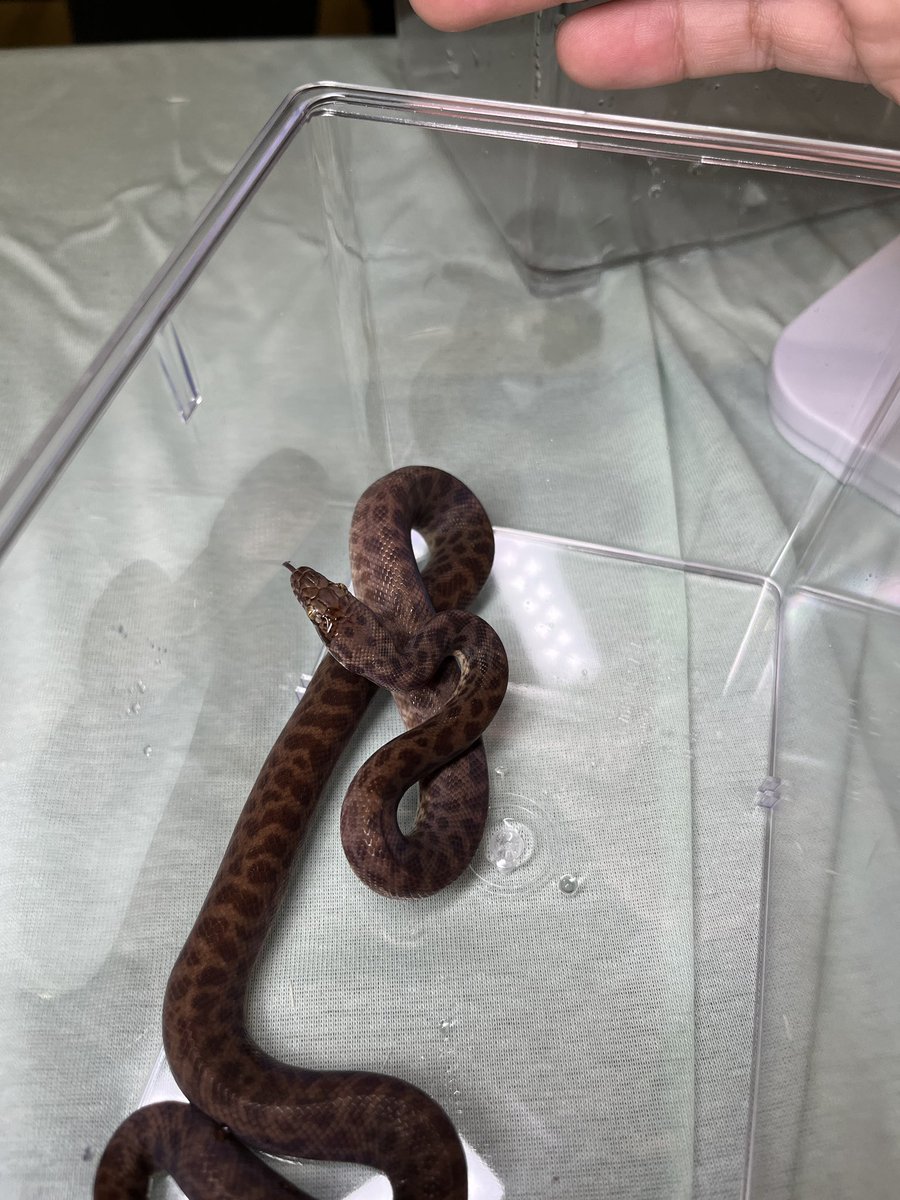Dasoku_ya's tweet photo. チルドレンT+のペアいてます!
#NEWReptilesDay https://t.co/78DT038ZMT