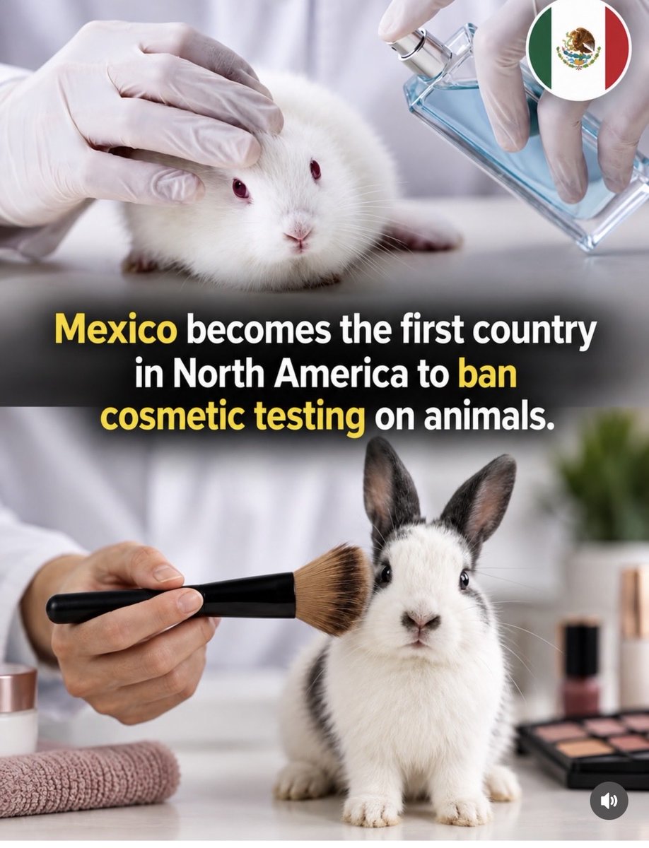 KarenLynnUGC's tweet photo. Hola Mexico 🇲🇽 Hope more countries follow suit #bananimaltesting #peta #beautyugc #femaleugccreator #USAcreator #ugcbeauty #Canadianugccreator #ugccontent #thebeautyindustry #noanimaltesting https://t.co/0RrBsrgjsO