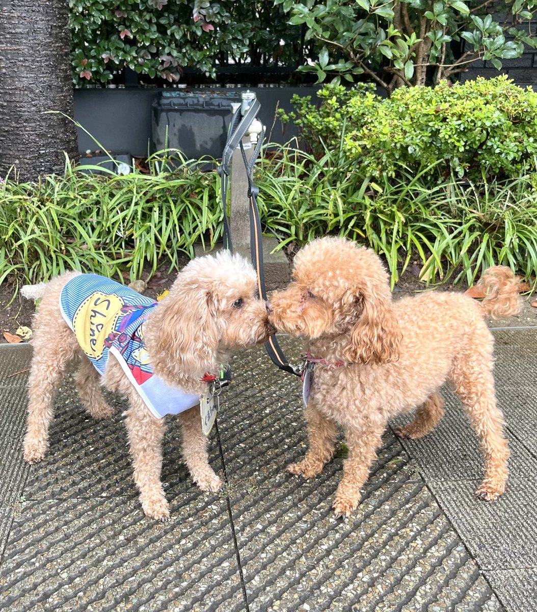 Coronhogoken's tweet photo. よし！雨が止んだ‼️
お散歩チャーンス✨
あら、ラブラブ❤️ https://t.co/3azNx4QBtv