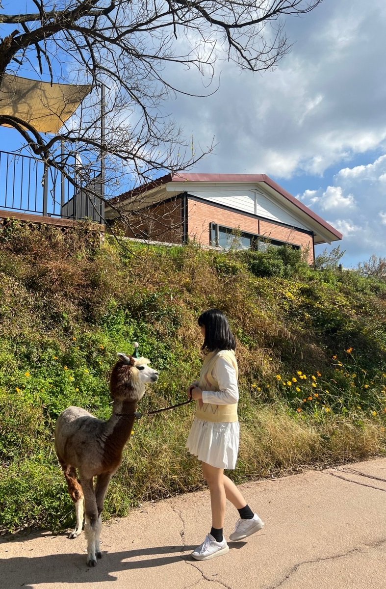 daybits99's tweet photo. 알파카를 좋아합니다,, 파카 귀엽죠?
#트친소 #일상계 https://t.co/hhyefOOpX6