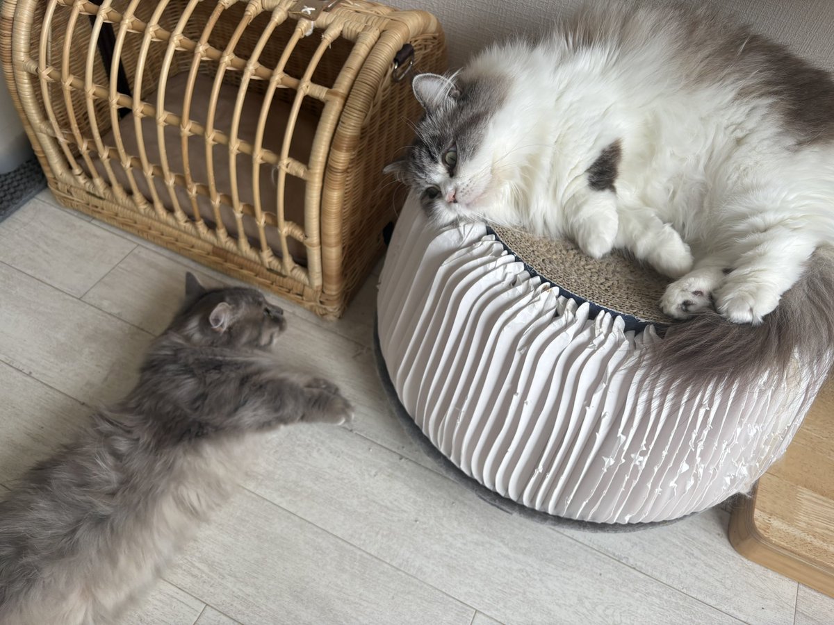 violet_ragdoll's tweet photo. 世間は連休なのに飼い主いにゃいの。暇にゃ〜 https://t.co/PUw3HcMoyQ