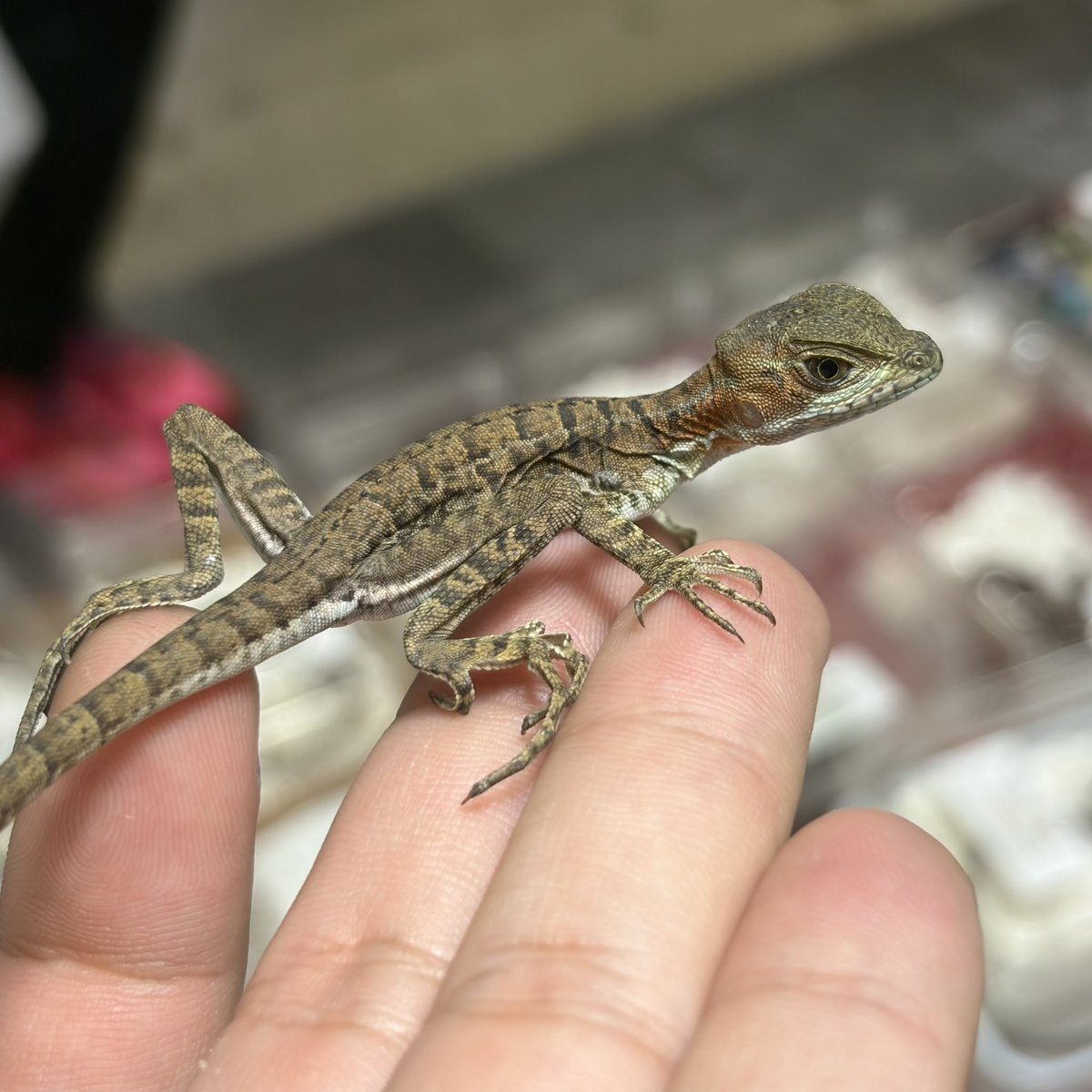 tgem_staff's tweet photo. ビックレプにて初公開こ新入荷‼️

コモチミカドヤモリ レッサー
チビながら存在感は凄いです

ギザギザバシリスク
先ほどチラ見せした、超レアなバシリスク

シシバナ ムーンダスト
透明感のあるモルフ✨️

モロッコバーバーカナヘビ
色彩鮮やかな大きすぎず小さすぎず！

成田 https://t.co/xUOAr14HxP