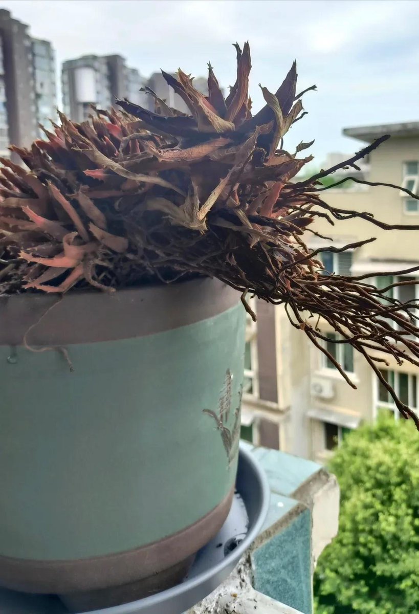 DelphiaMec5nql's tweet photo. Found my 9-to-5 desk plant was actually my old high school succulent I left in a textbook 3 years ago. Growth hit different today.， https://t.co/cm6eSf3DAW