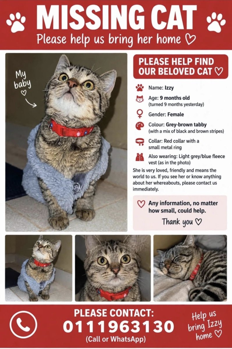 _MtuTano's tweet photo. My friend's cat is missing. Please help bring Izzy home. RT WIDELY!!! https://t.co/qGra2pvK63