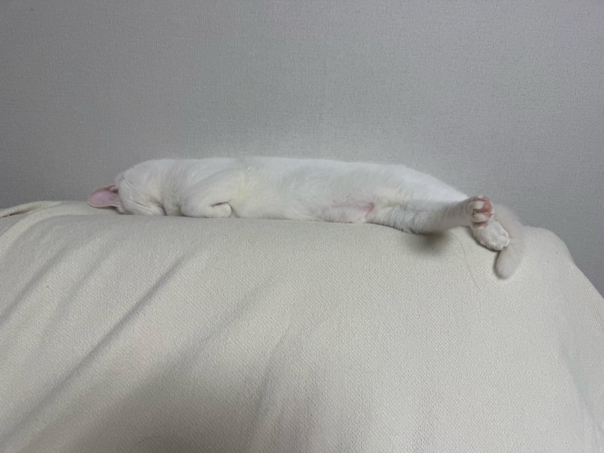 77pepper_'s tweet photo. Zz https://t.co/1nE4yHr91x