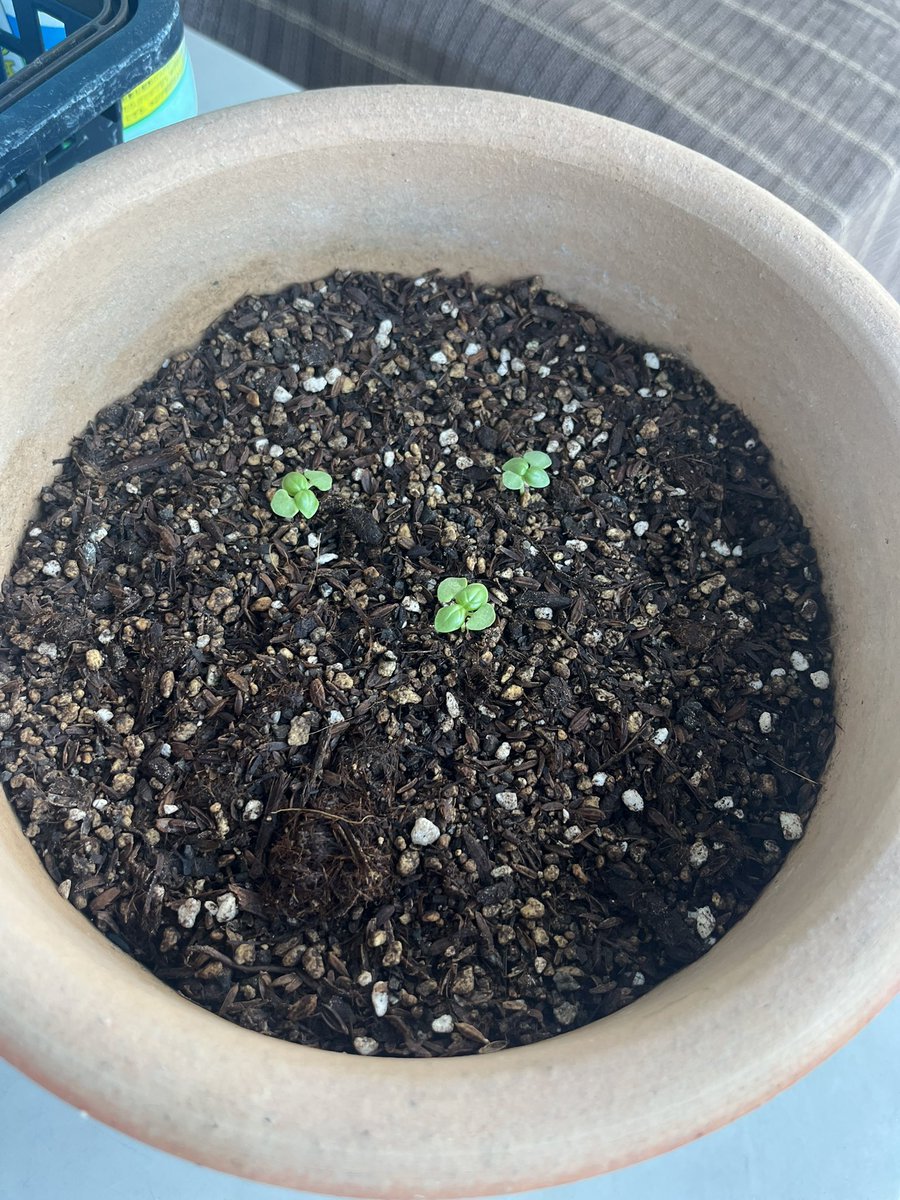 nord_sub_'s tweet photo. n日芽🌱
4枚の葉が同じくらいになってきた
#バジル成長日記 https://t.co/5DogO6aVp7
