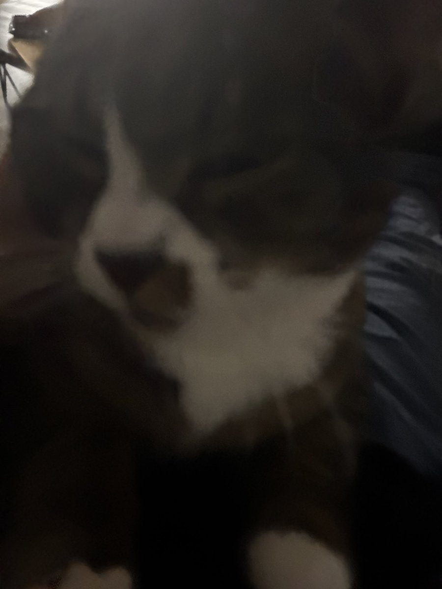 eclipsedaxel's tweet photo. being loved is having 2 cats, crawl, lick, and headbutt you the moment u sit down 🥹 &amp; when they hide from my bumass roommate https://t.co/CBSXoU3V3M