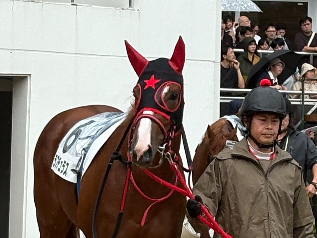 tclion_east's tweet photo. ラプチュラスです🥇
���中は上手に立ち回り、最後は根性のあるところを見せてくれました🐴✨
初戦からしっかり結果を出してくれて、嬉しいデビュー勝ちです！
たくさんのご声援、ありがとうございました🙇 https://t.co/fx0jgOhWAq