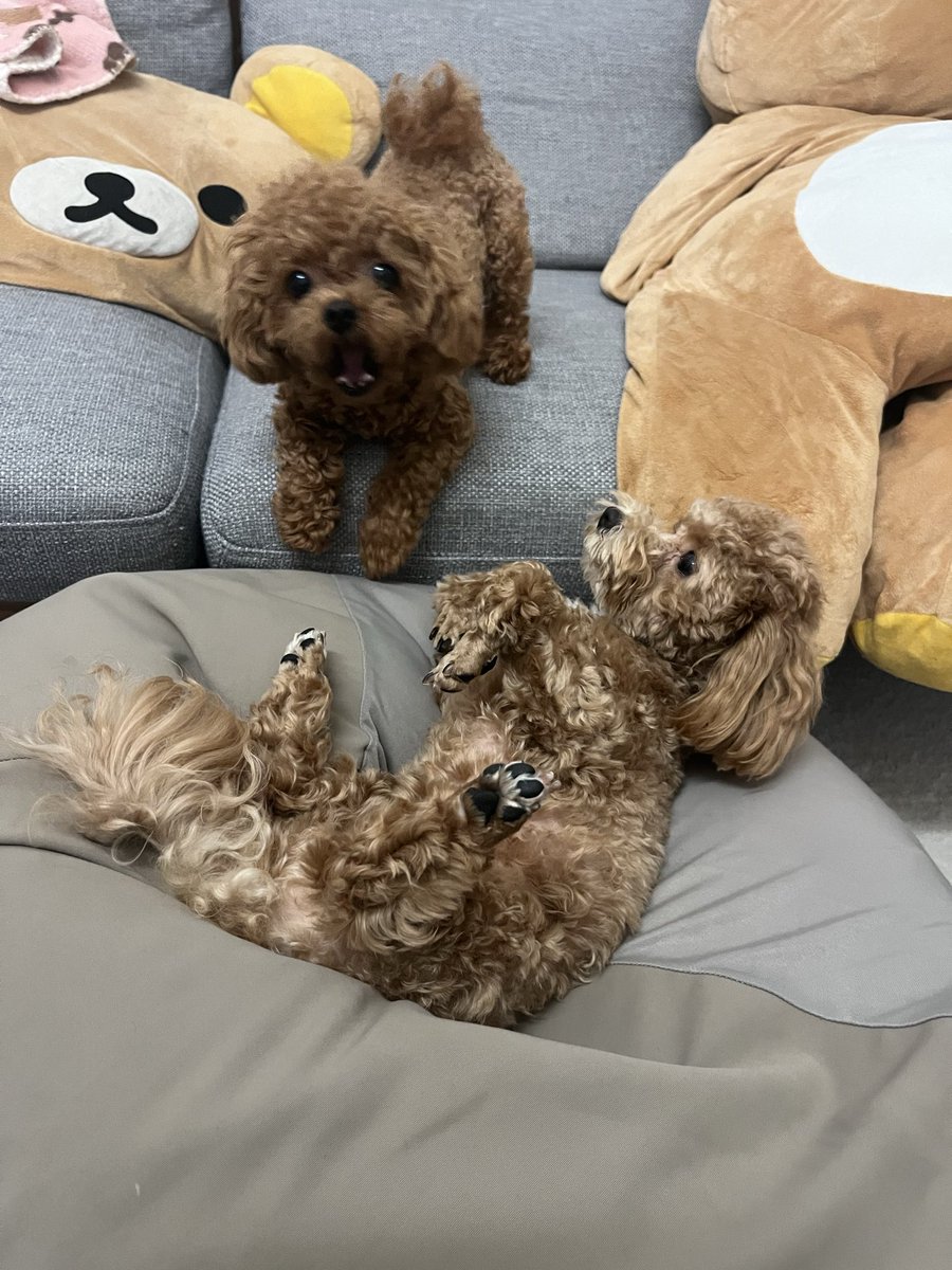 kumanokoai's tweet photo. 気圧ー😭 https://t.co/sBwqeB2lpU
