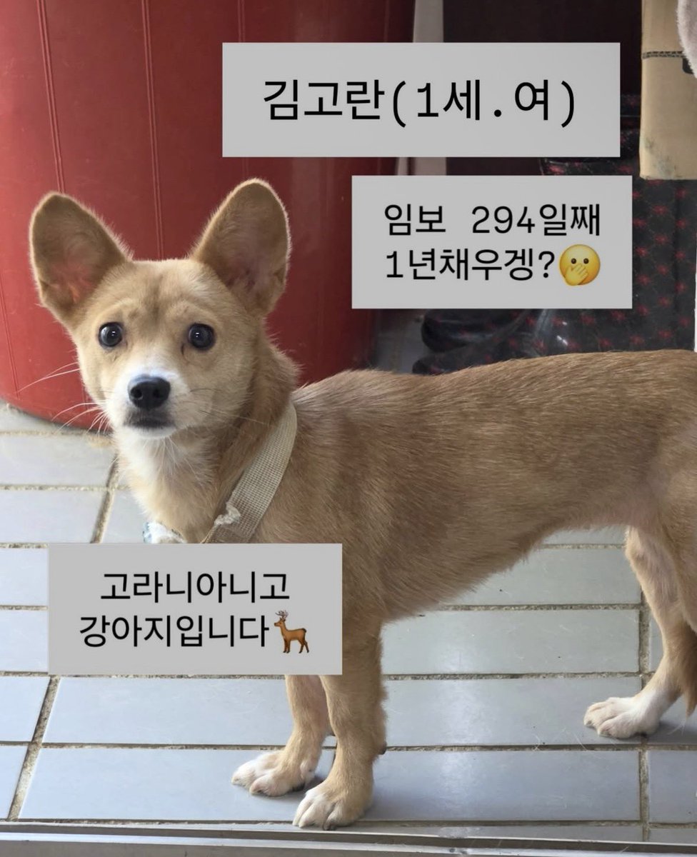 crescentia1224's tweet photo. 이 아이에게 인연을 느끼시는분이 계실까요? 

가족찾는 고란이에요. 
겁이 많고 순해요. https://t.co/oS5mHNpfIc