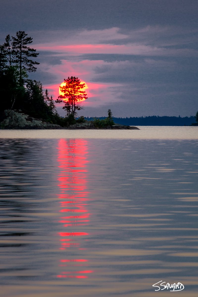 simontremblay81's tweet photo. ''L'arbre de feu'' 
Titre et crédit photo: Stéphan Savard (Photos de l’Abitibi-Témiscamingue et du Nord du Québec, 2022) https://t.co/i4Qc9Ut3dM