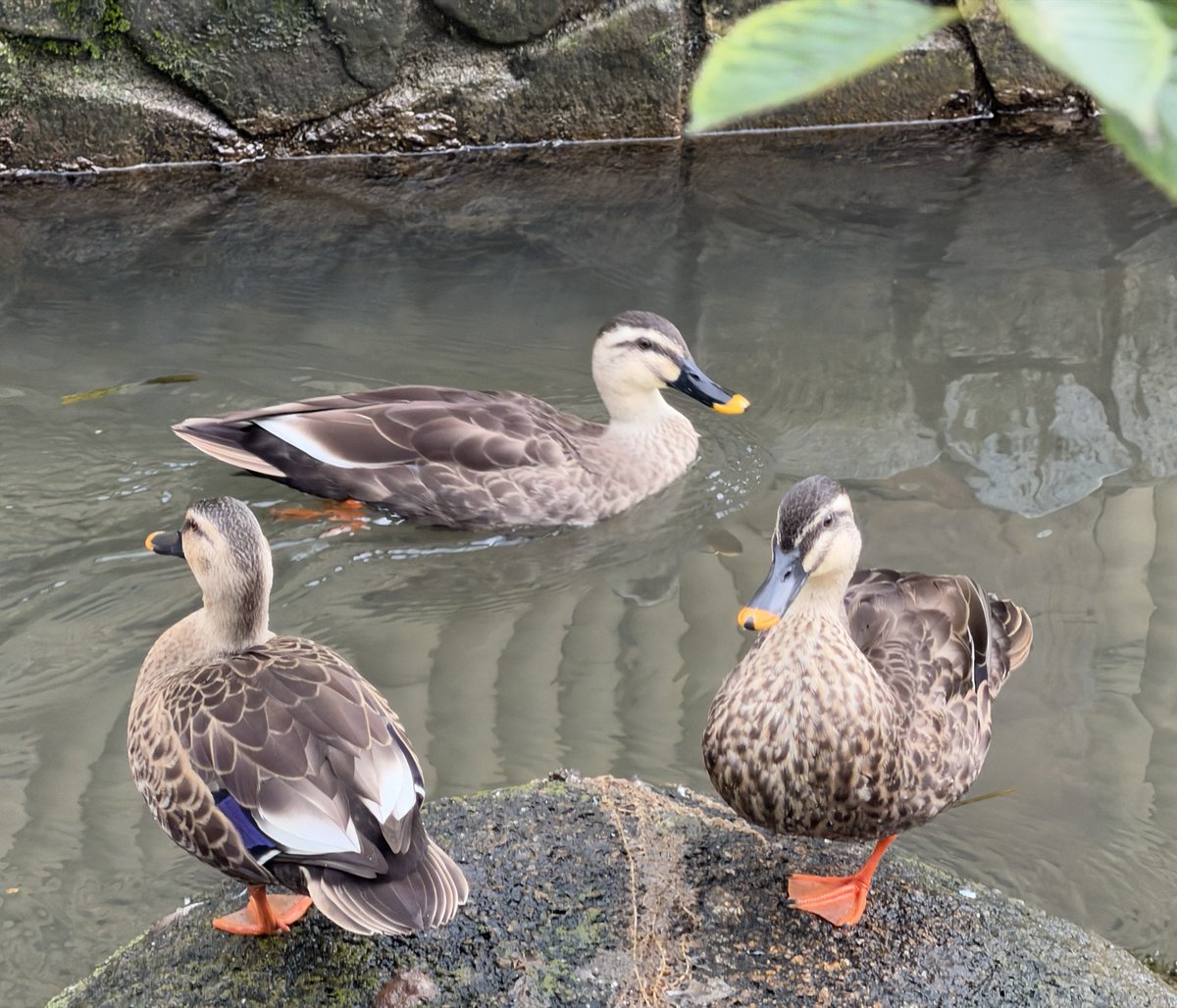 BBM_63's tweet photo. 🦆🌀 https://t.co/Etp9a3Uf6Z