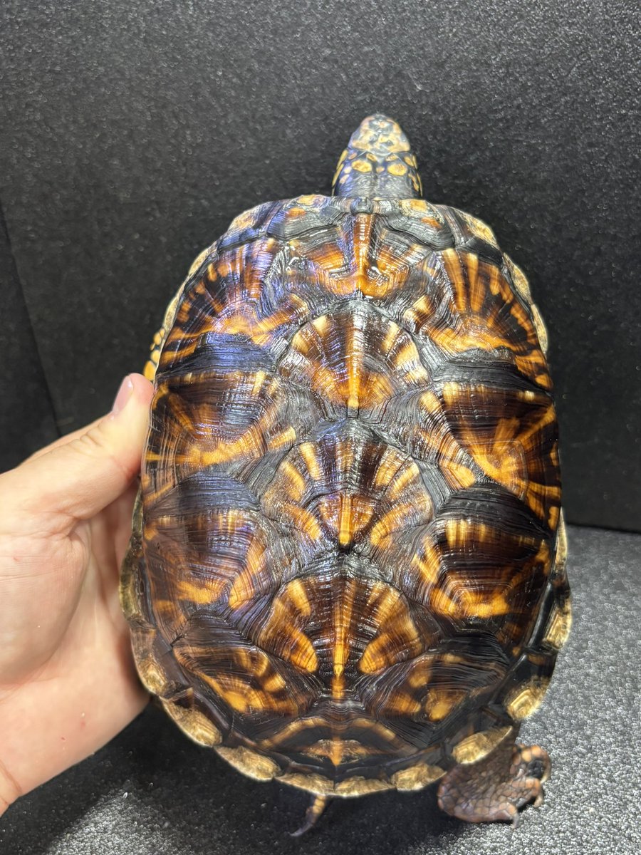 kanedaiadachi's tweet photo. 本日入荷したトウブハコガメ♂です。

¥275,000税込 https://t.co/66e7Rg6cvh