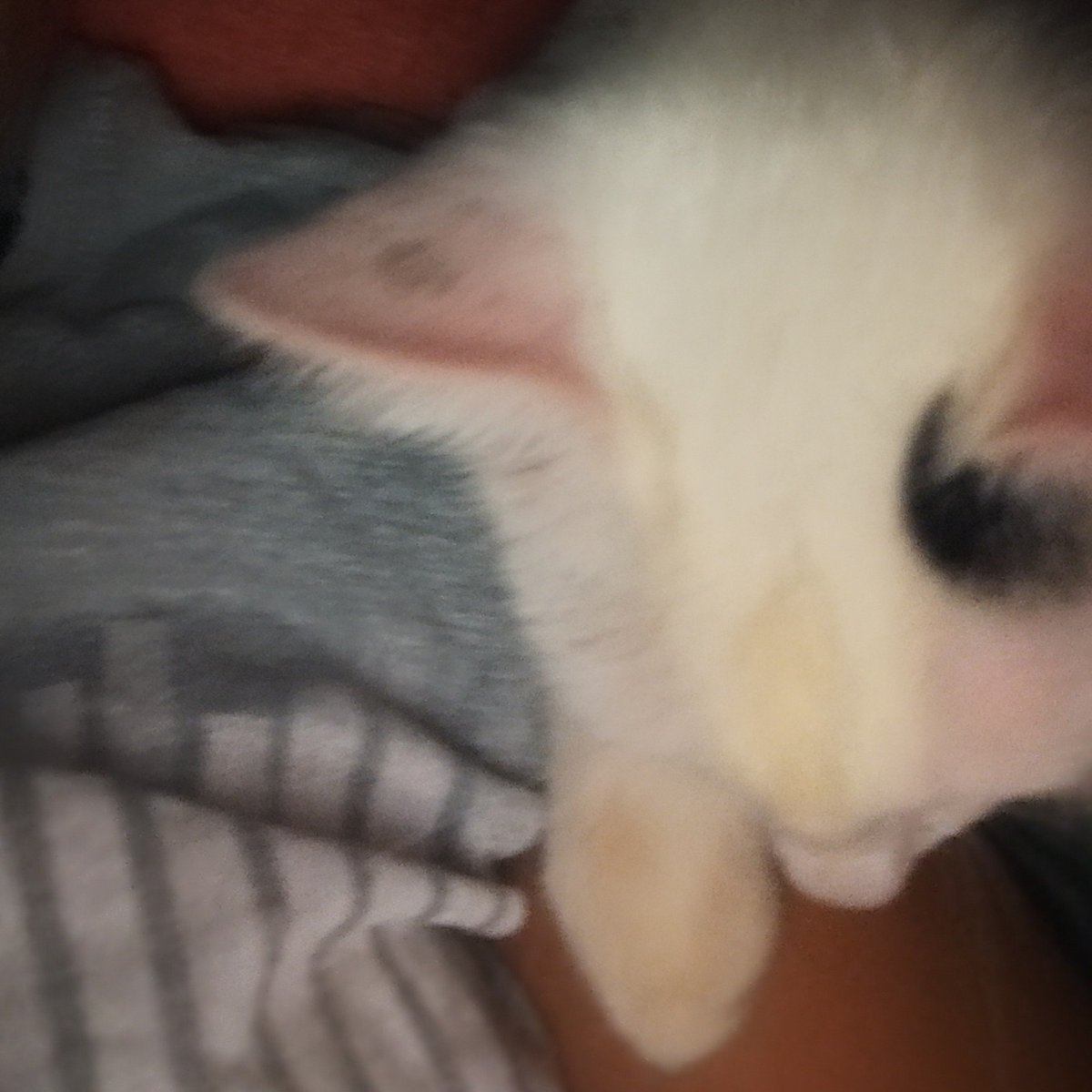 hancuzadas's tweet photo. gato lindo do meu lado https://t.co/1ZKder8H10