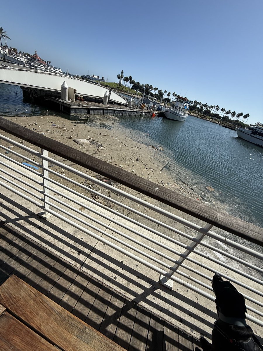 FedUpCitizenLA's tweet photo. This is what it looks like in Long Beach next to the aquarium: loads of trash in the sea including a dead dog floating. This is totally unacceptable, a disaster and an embarrassment. Oh but I’m glad we don’t have plastic bags and plastic straws! Surely that’ll make this better. https://t.co/CzV7VUiyFq