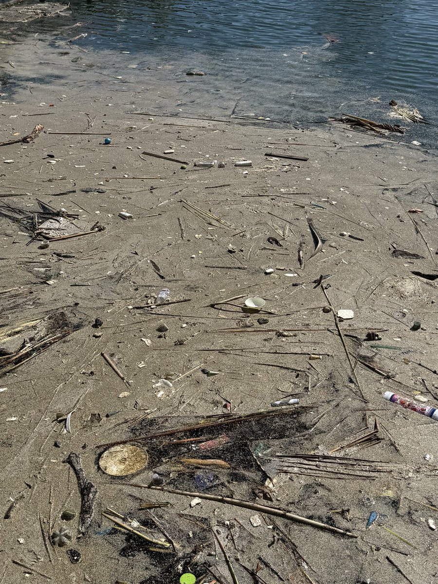 FedUpCitizenLA's tweet photo. This is what it looks like in Long Beach next to the aquarium: loads of trash in the sea including a dead dog floating. This is totally unacceptable, a disaster and an embarrassment. Oh but I’m glad we don’t have plastic bags and plastic straws! Surely that’ll make this better. https://t.co/CzV7VUiyFq