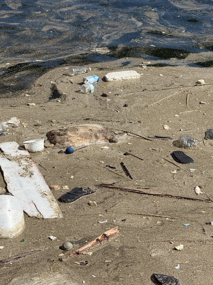 FedUpCitizenLA's tweet photo. This is what it looks like in Long Beach next to the aquarium: loads of trash in the sea including a dead dog floating. This is totally unacceptable, a disaster and an embarrassment. Oh but I’m glad we don’t have plastic bags and plastic straws! Surely that’ll make this better. https://t.co/CzV7VUiyFq