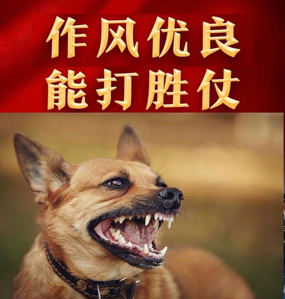 huang18841's tweet photo. @LQniupitang 獅子不會在意瘋狗的吠叫，你走在路上被一條野狗瘋狗咬，難道你還要咬回來？

你喜歡當馬列主義龜孫子是你的自由，乾我屁事。

我喜歡民主自由是我的自由，乾你屁事。 https://t.co/hxGqjNf5X8